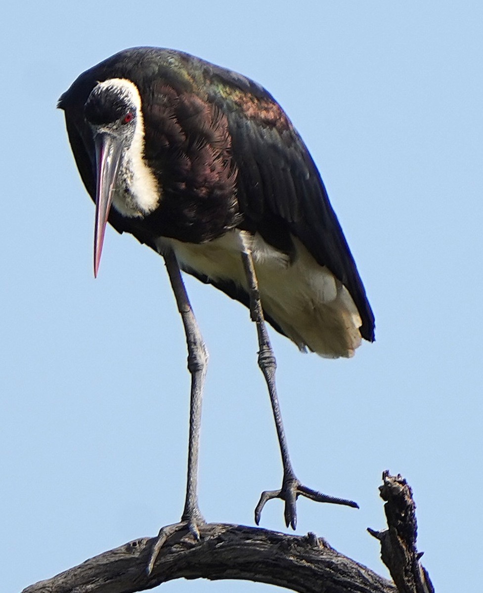 Лелека тропічний - ML645101538