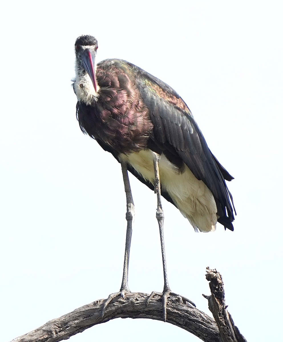 Лелека тропічний - ML645101540