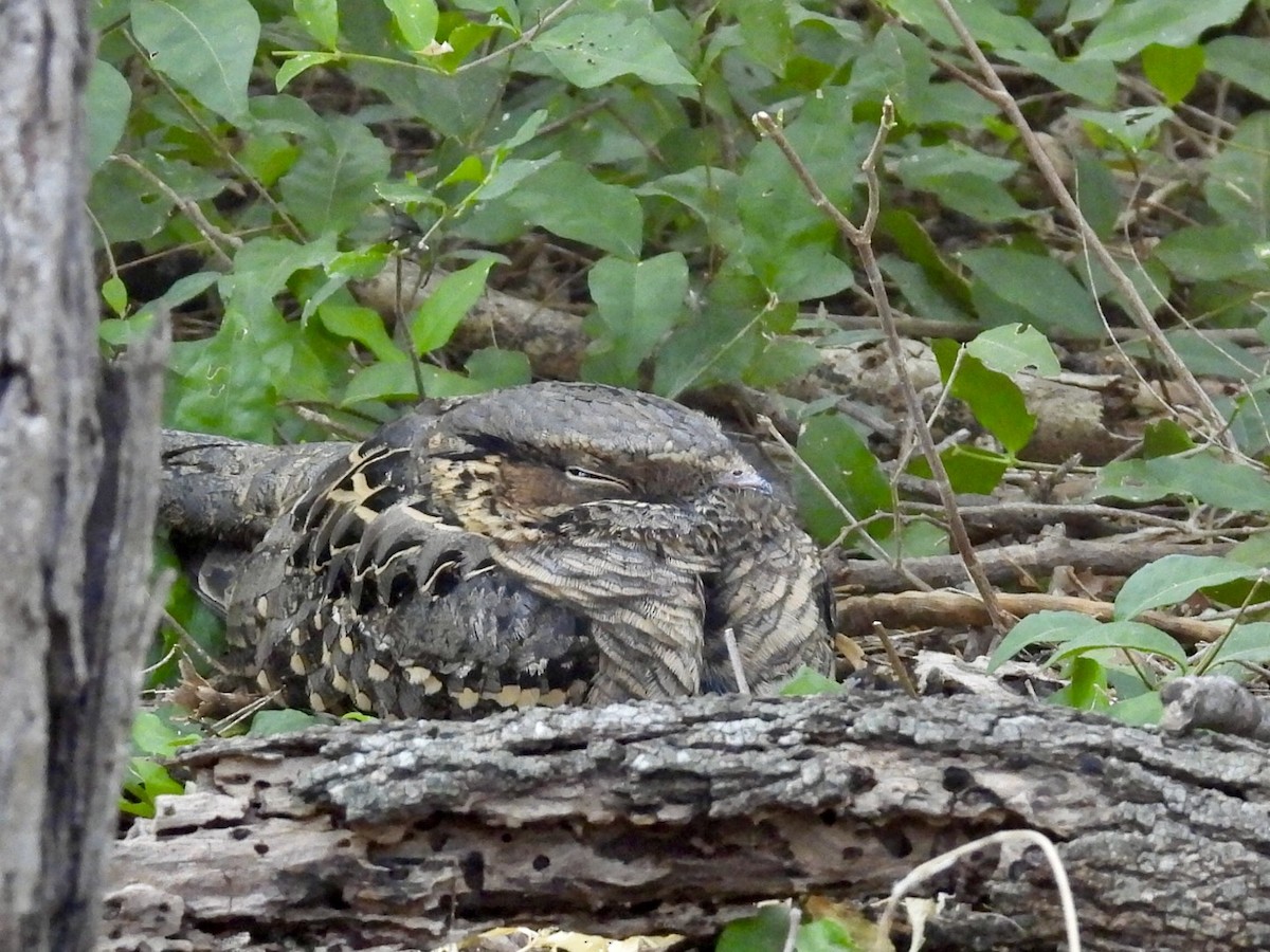 Пораке рудощокий - ML645101542