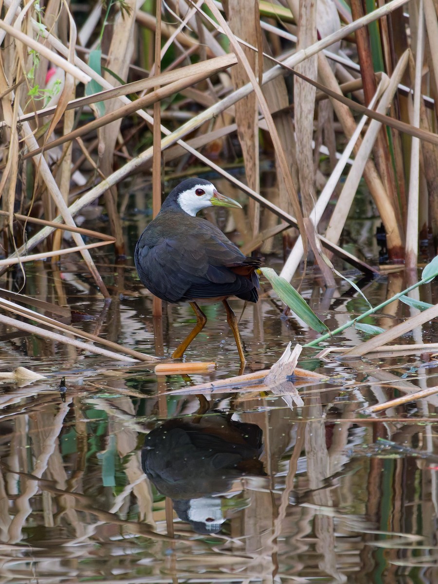 Багновик білогрудий - ML645101543