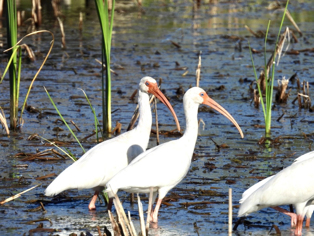 Ak Aynak - ML645101554