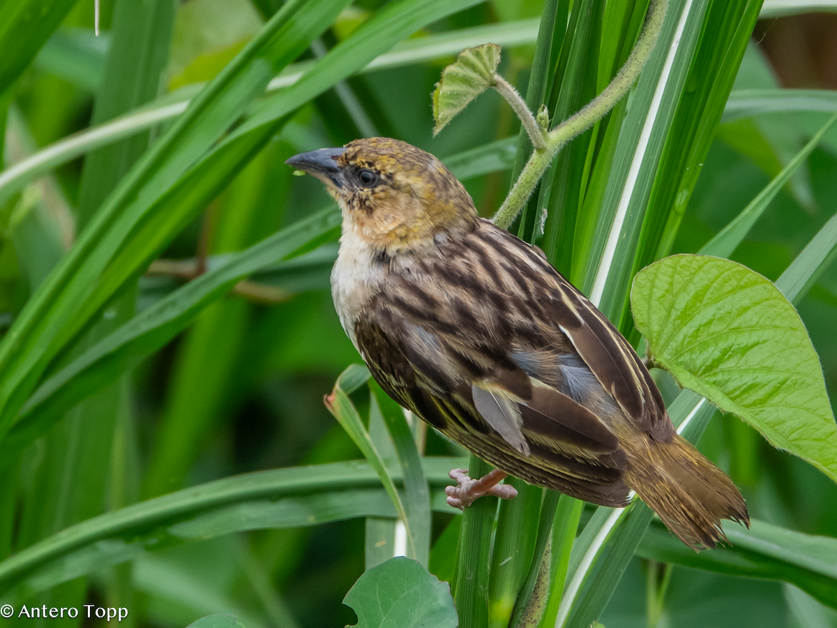 Tejedor Cabecinegro - ML645101557