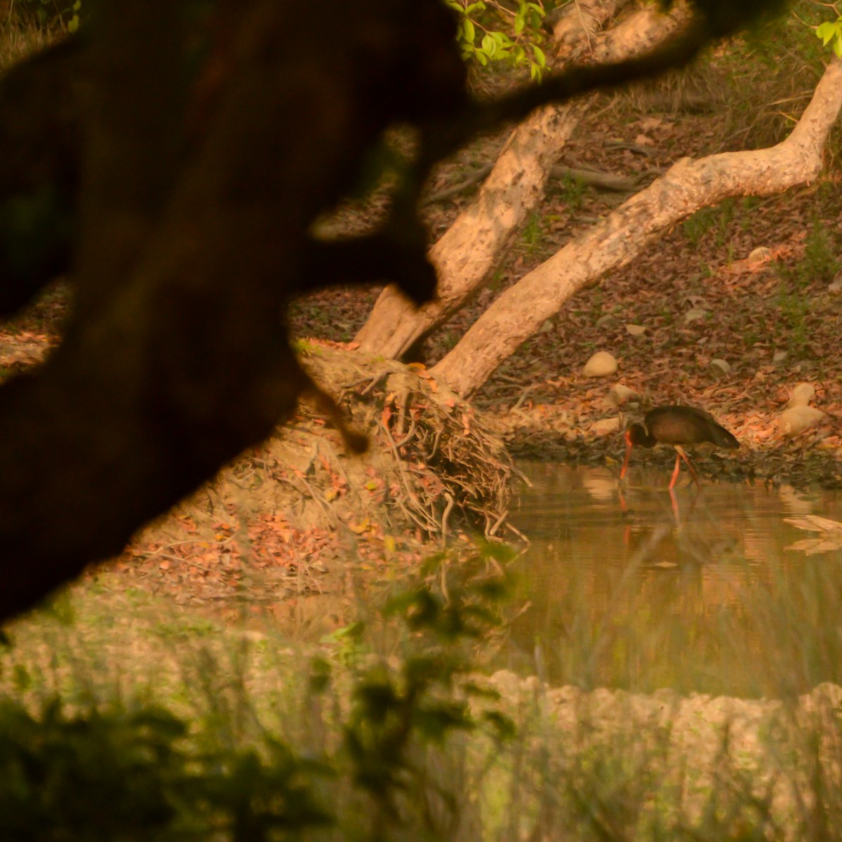 חסידה שחורה - ML645101584