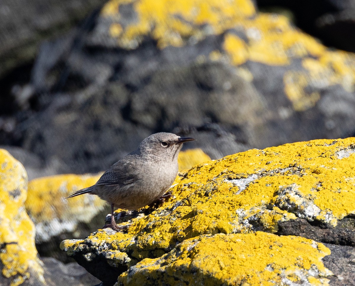 Cobb Çıtkuşu - ML645101592