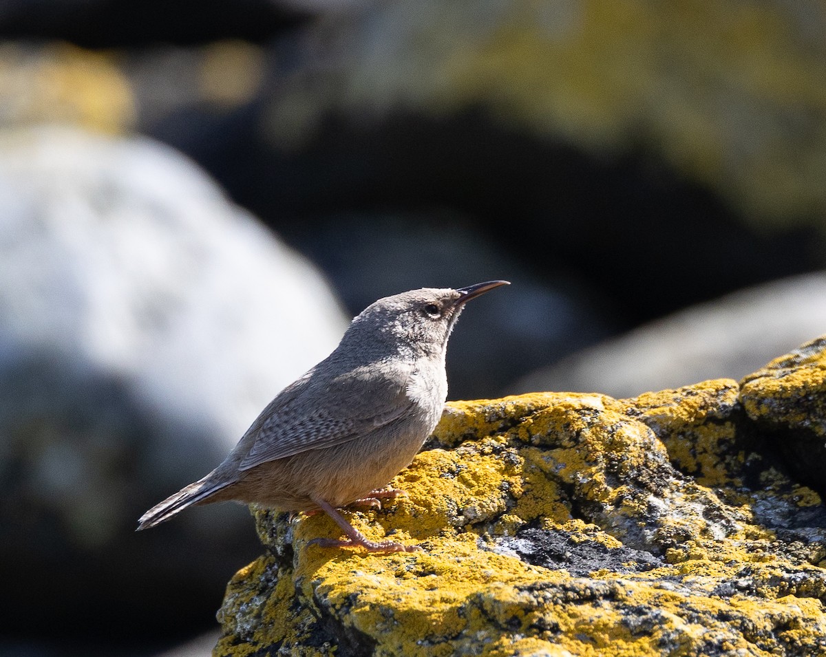 Cobb Çıtkuşu - ML645101593