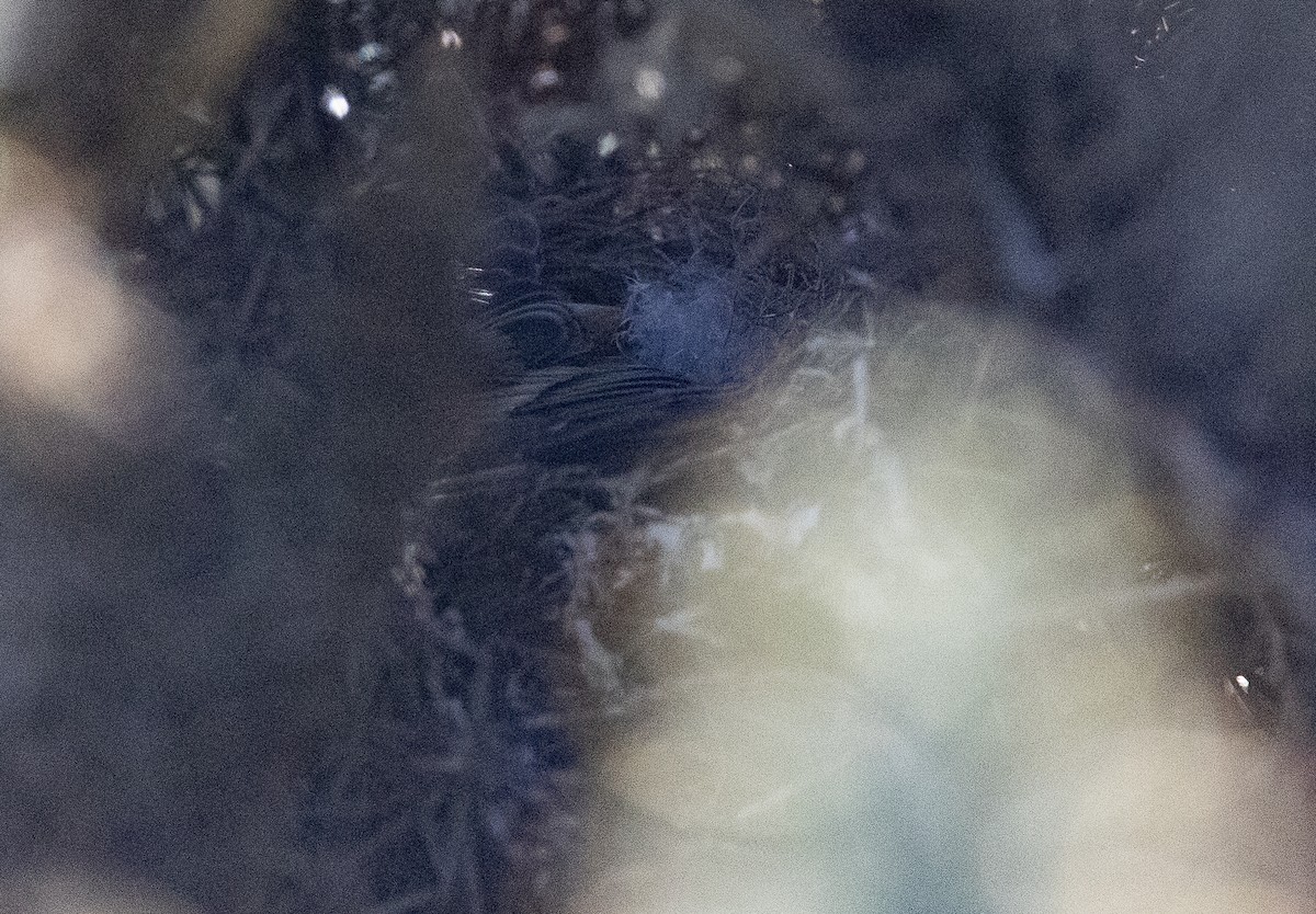 Cobb Çıtkuşu - ML645101594