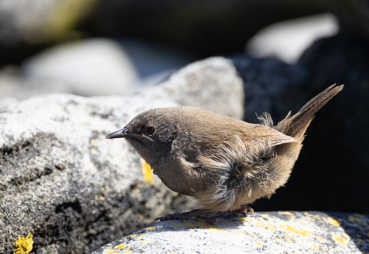 Cobb Çıtkuşu - ML645101595