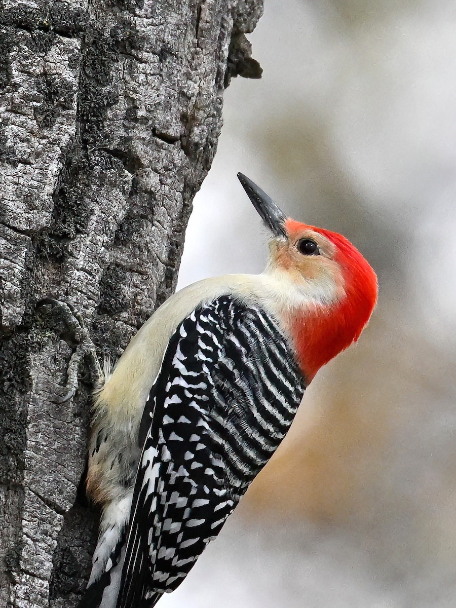 datel karolínský - ML645101605