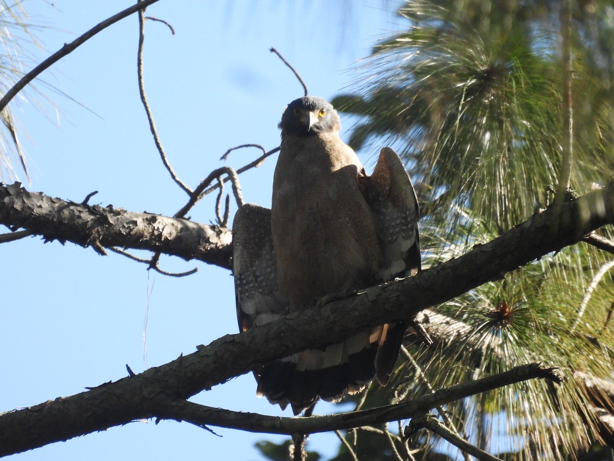 Хохлатый змееяд - ML645101608