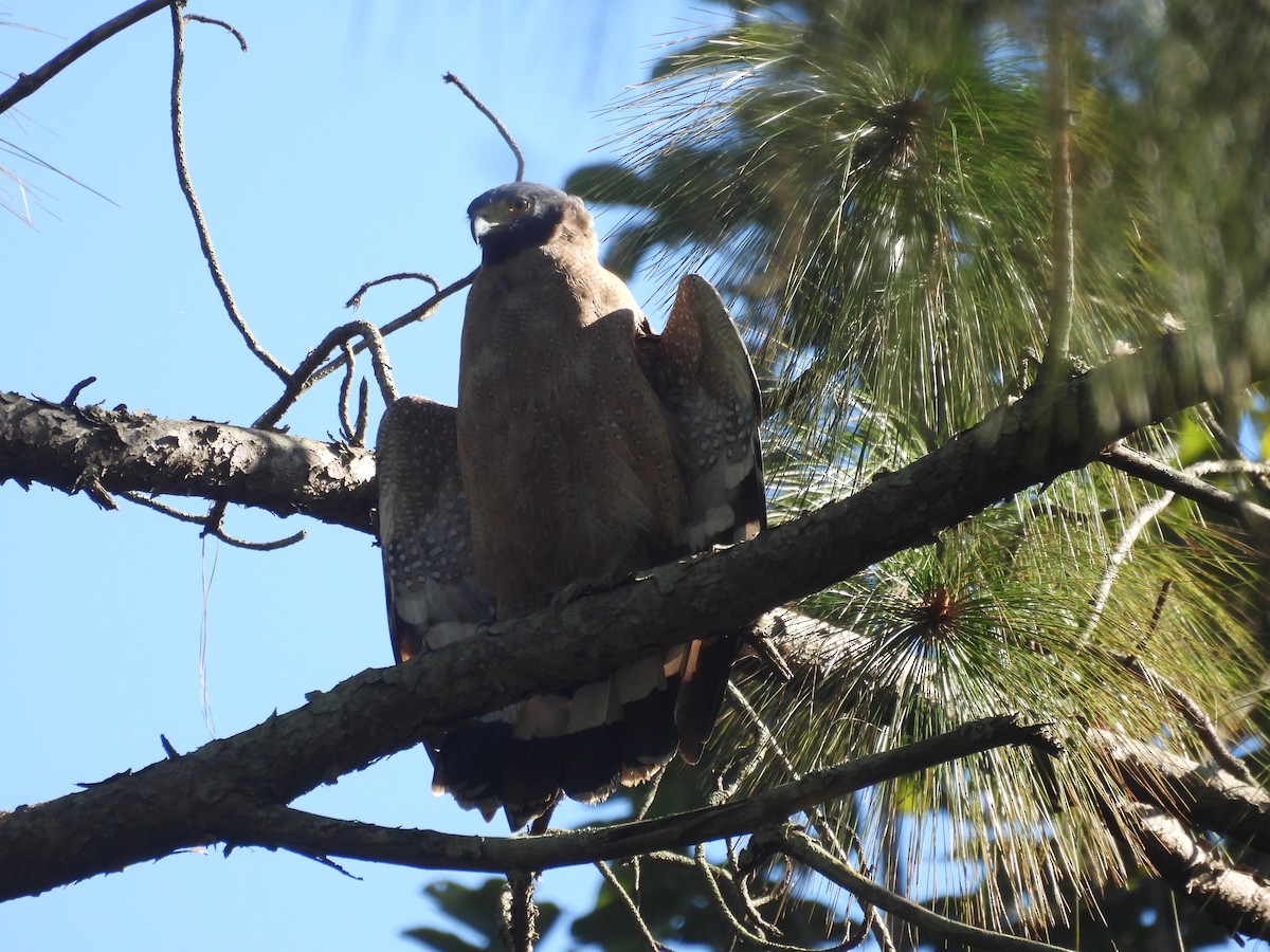 Хохлатый змееяд - ML645101609
