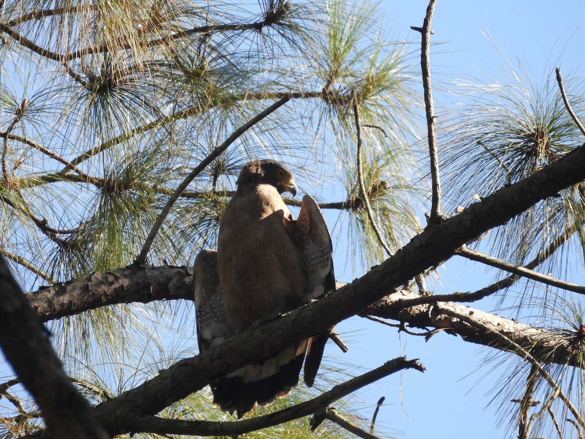 Хохлатый змееяд - ML645101610