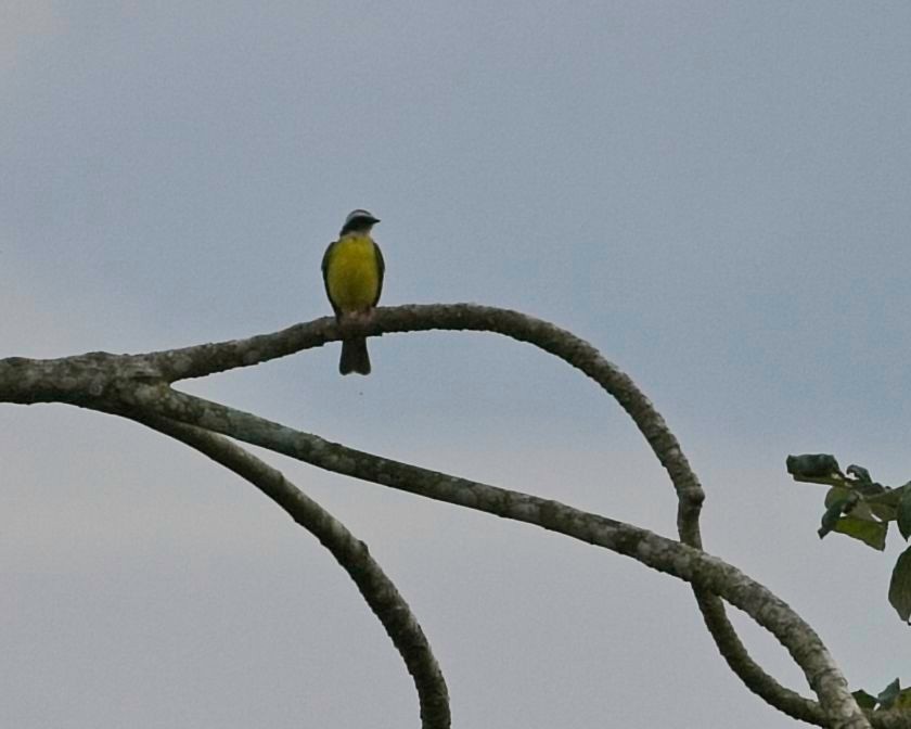 Sosyal Tiran - ML645101611