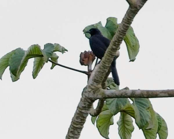 Melodious Blackbird - ML645101612