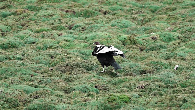 And Kondoru - ML645101614