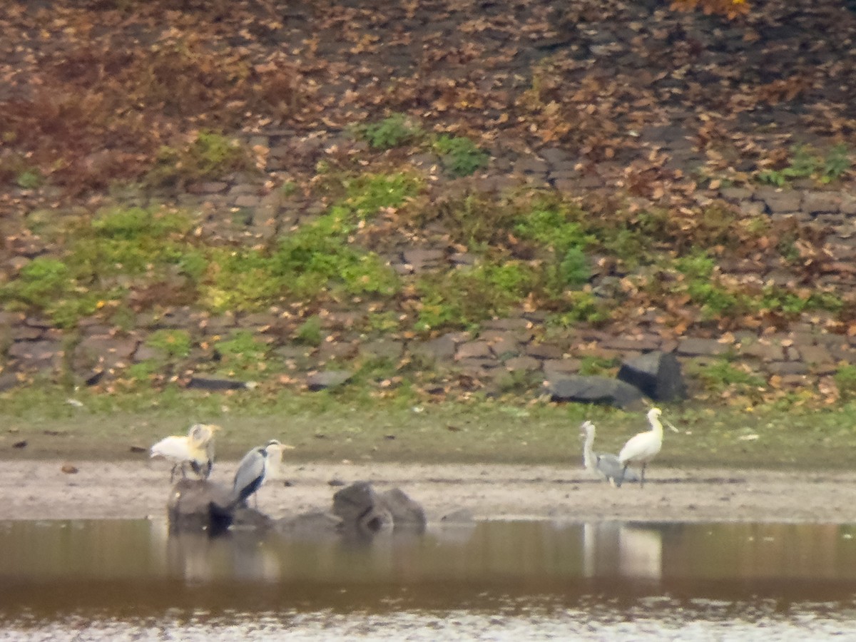 Eurasian Spoonbill - ML645101620