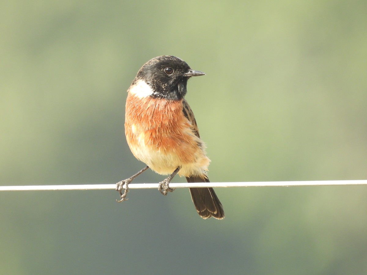 bramborníček sibiřský - ML645101627