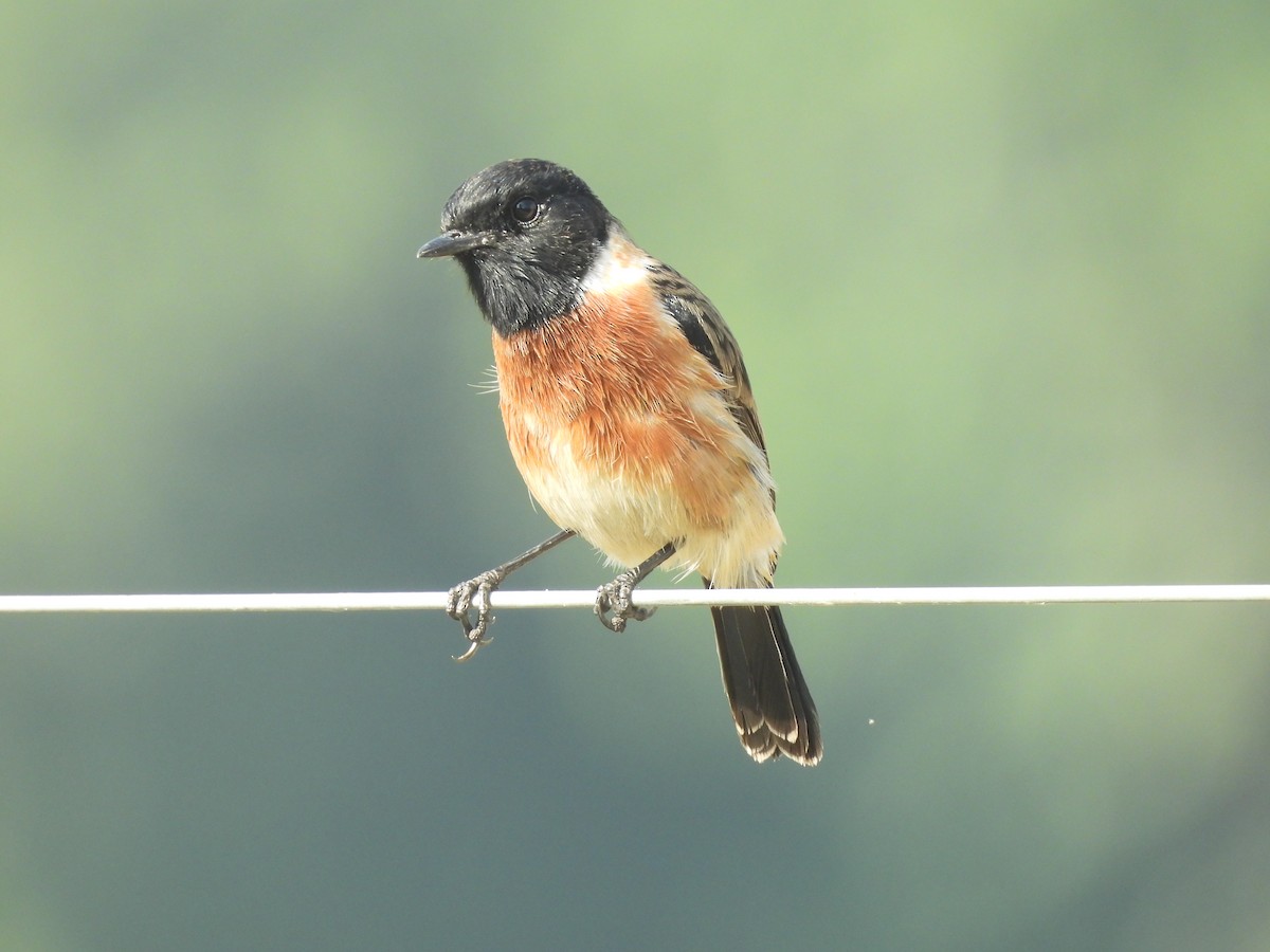 bramborníček sibiřský - ML645101628