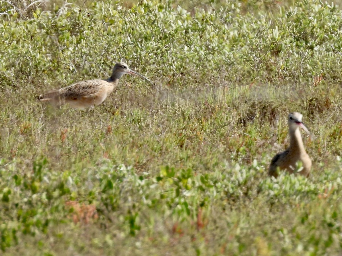 Long-billed Curlew - ML645101677