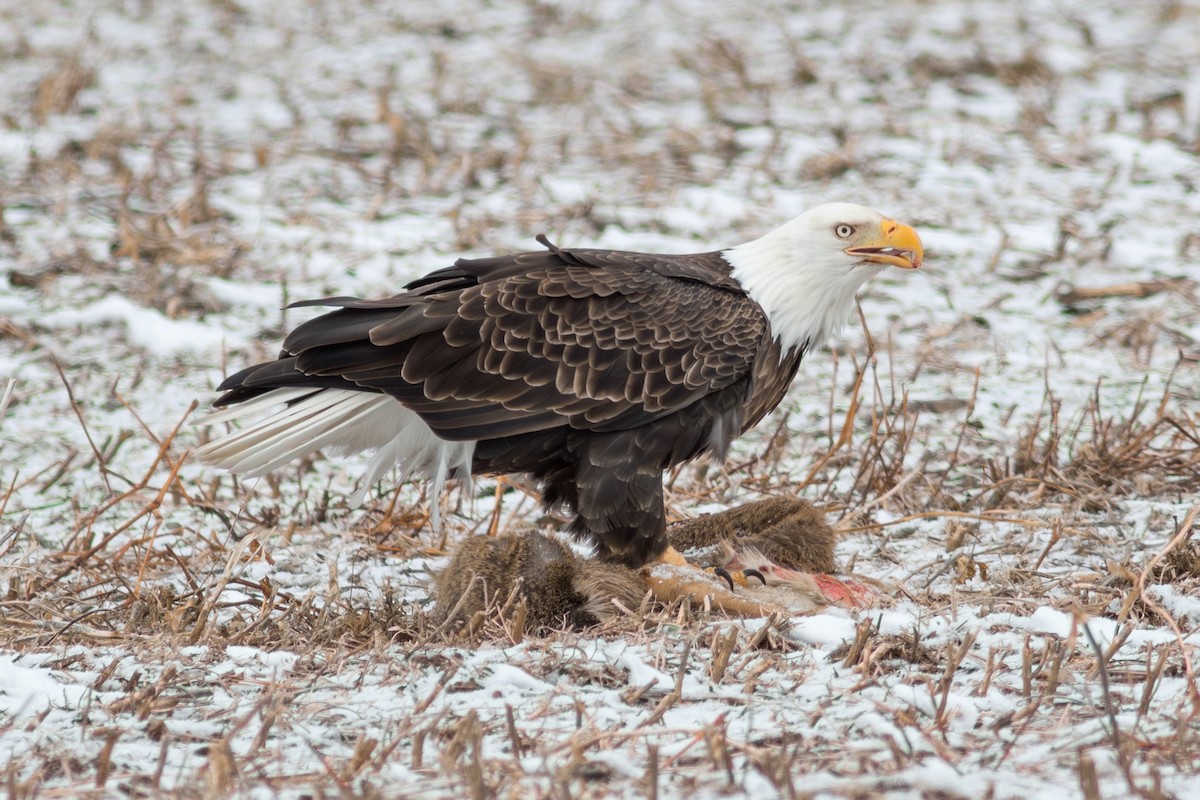 Орлан білоголовий - ML645101685