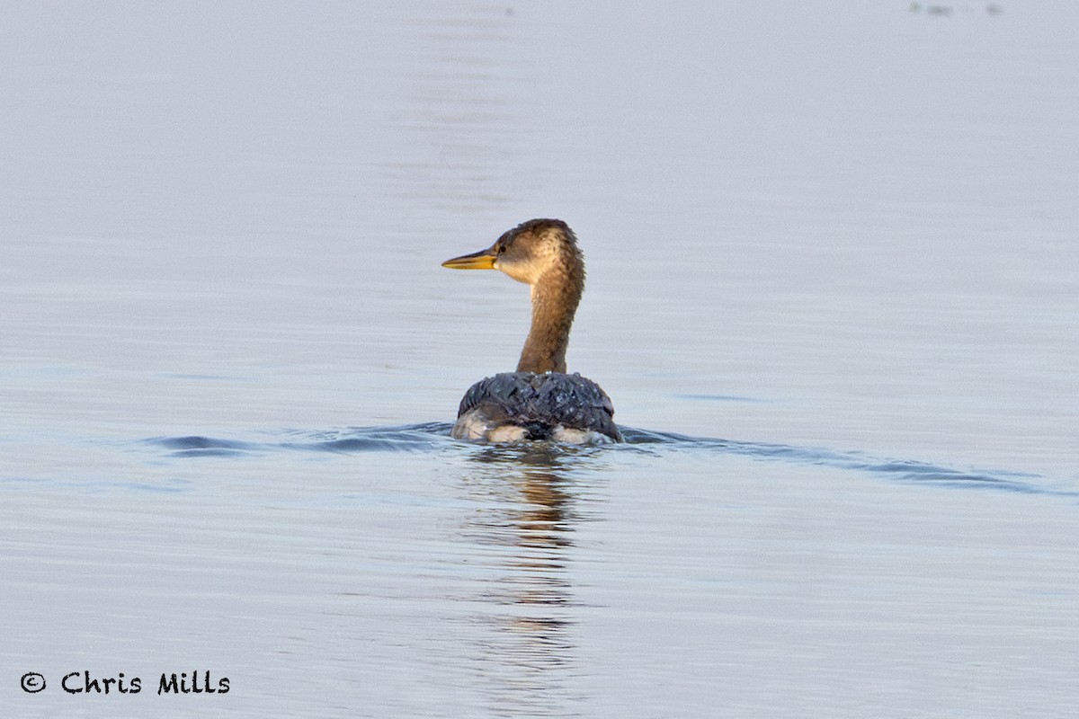 Red-necked Grebe - ML645101720