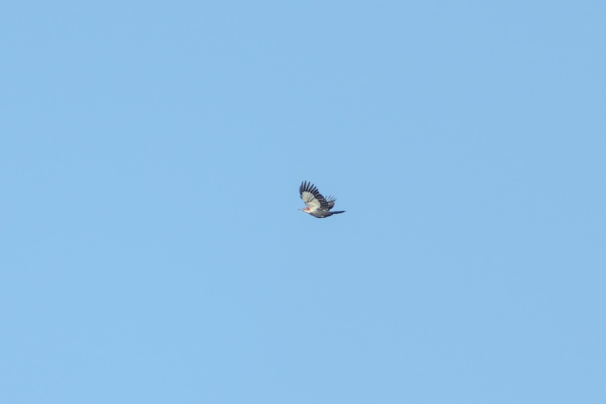 datel chocholatý - ML645101776