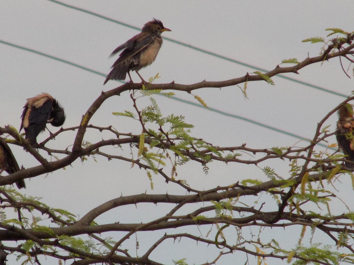 Rosy Starling - ML645101783