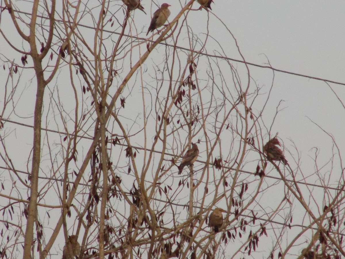 Rosy Starling - ML645101786