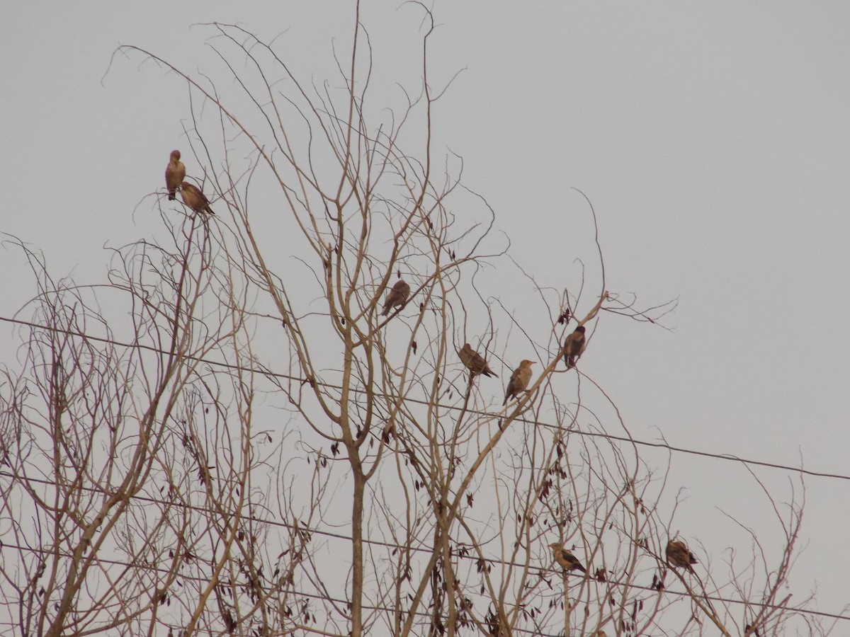 Rosy Starling - ML645101787