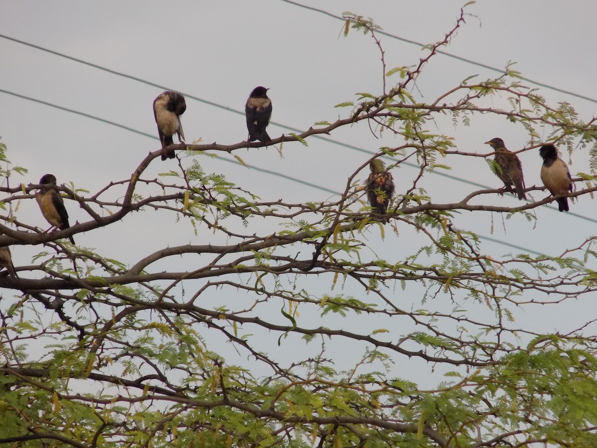 Rosy Starling - ML645101788