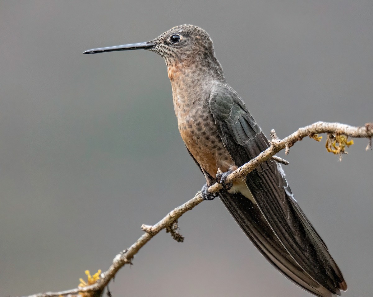 Giant Hummingbird - ML645101792