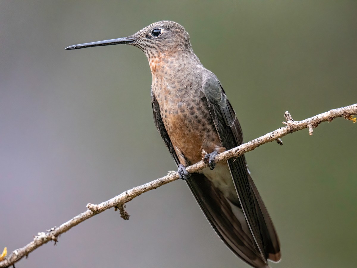 Giant Hummingbird - ML645101793