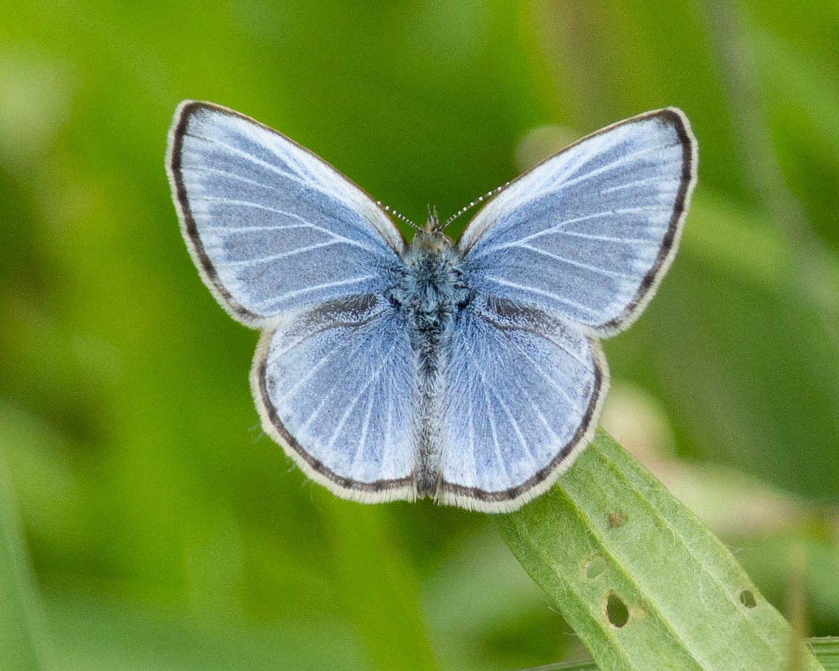 Pale Grass Blue - ML645101796
