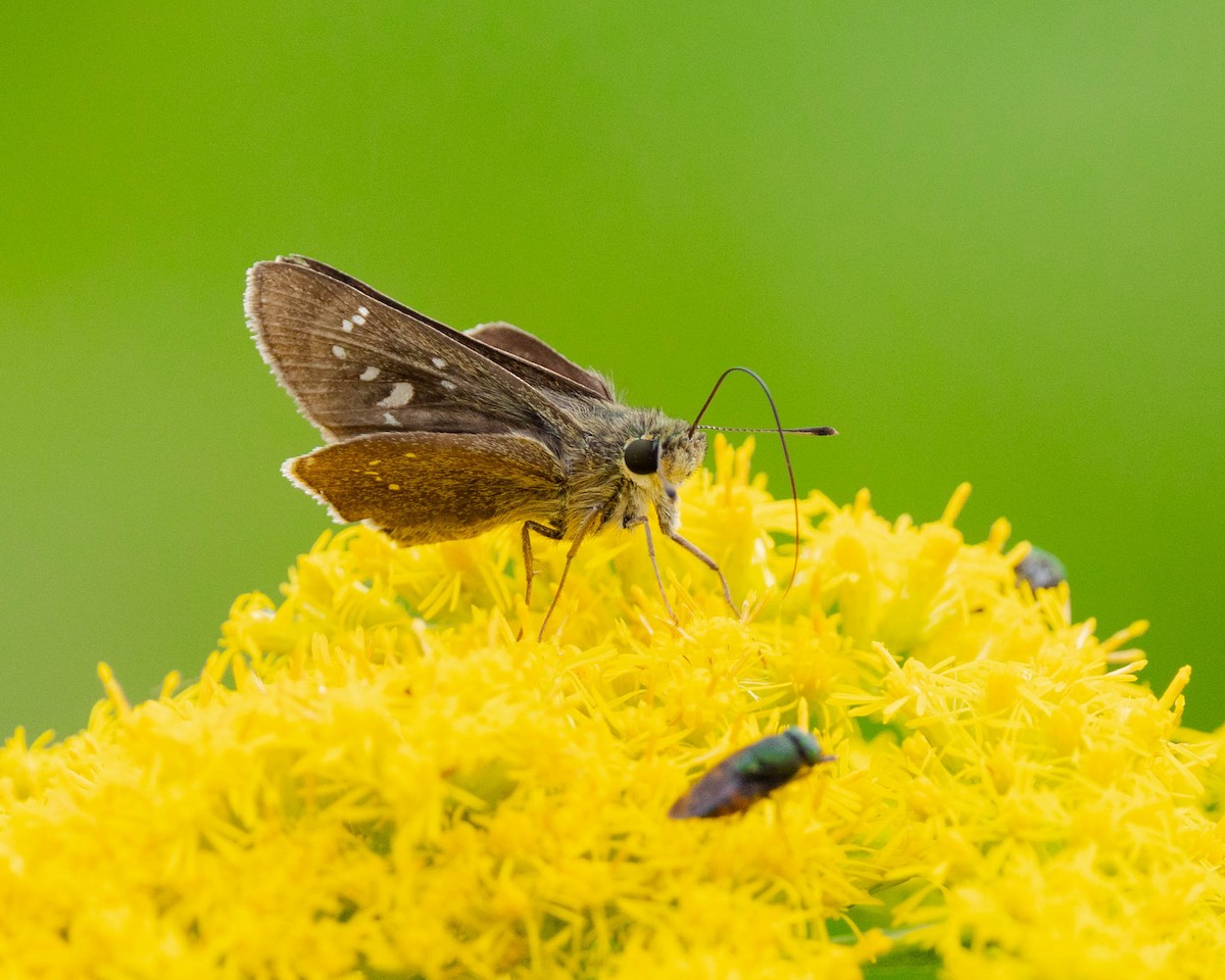 Small Branded Swift - ML645101797