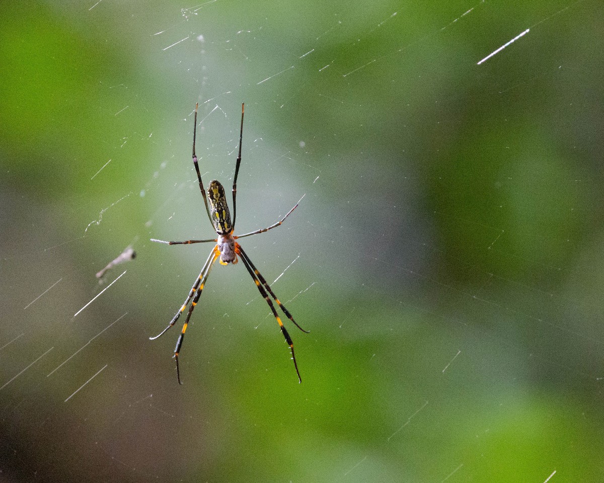 Joro Spider - ML645101798