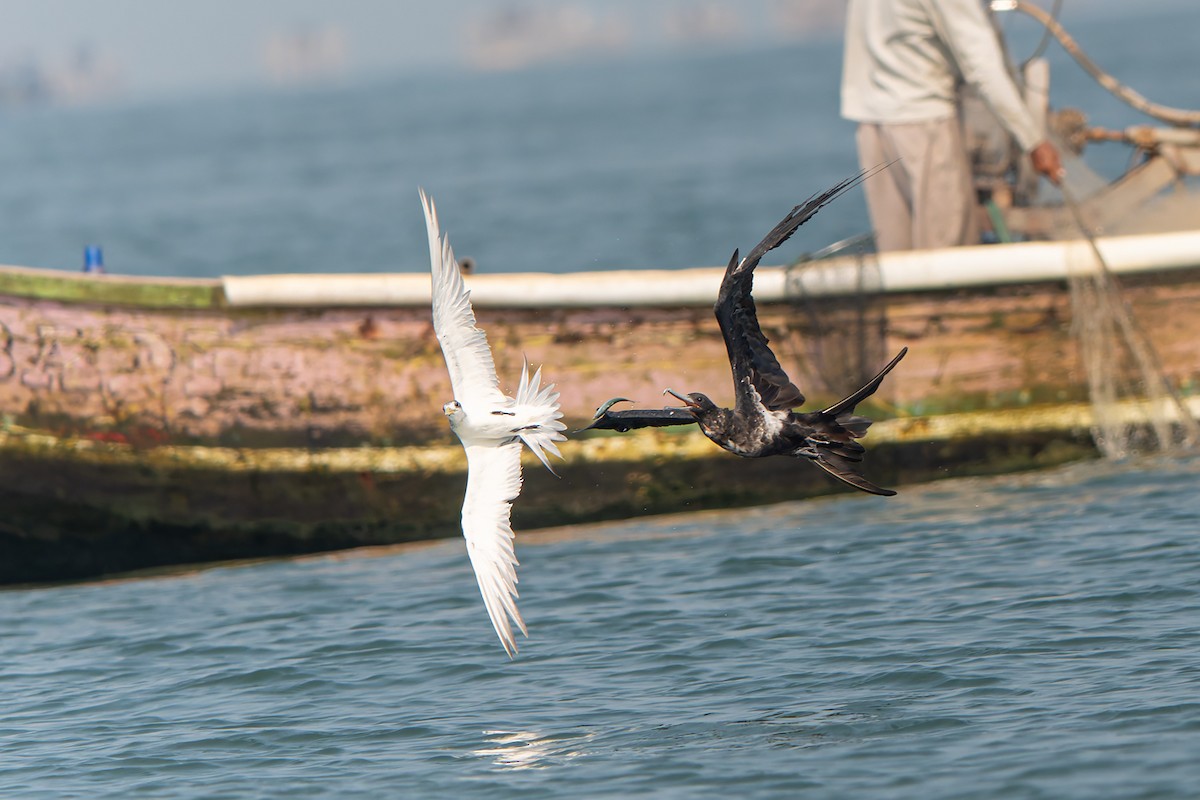 Lesser Frigatebird (Lesser) - ML645101800