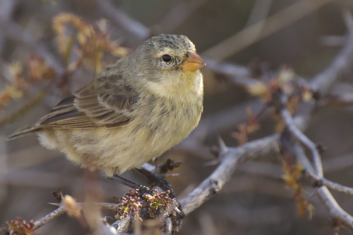 Medium Tree-Finch - ML645101805