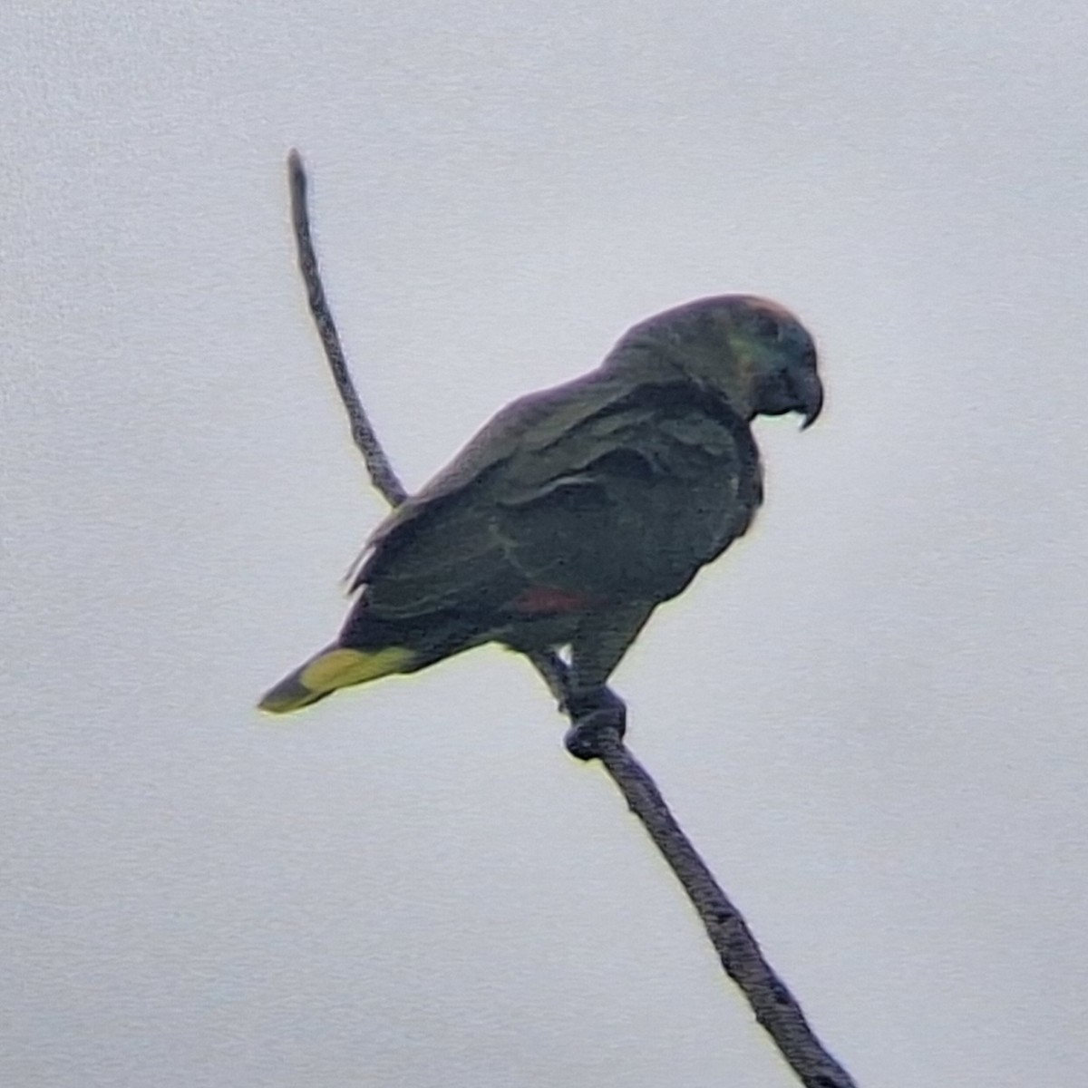 Turquoise-fronted Amazon - ML645101806