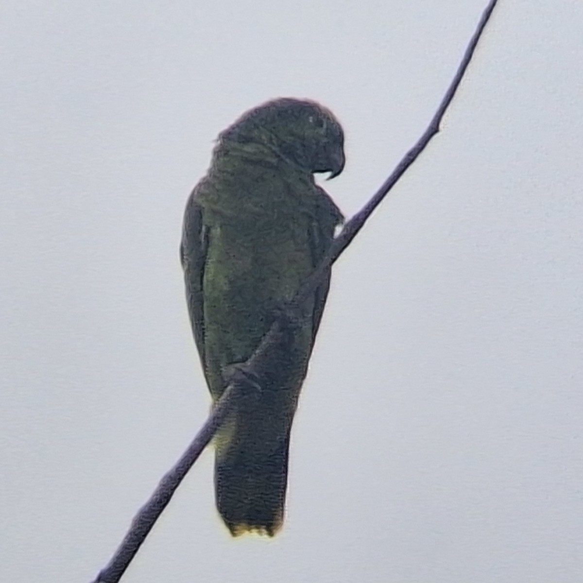 Turquoise-fronted Amazon - ML645101810