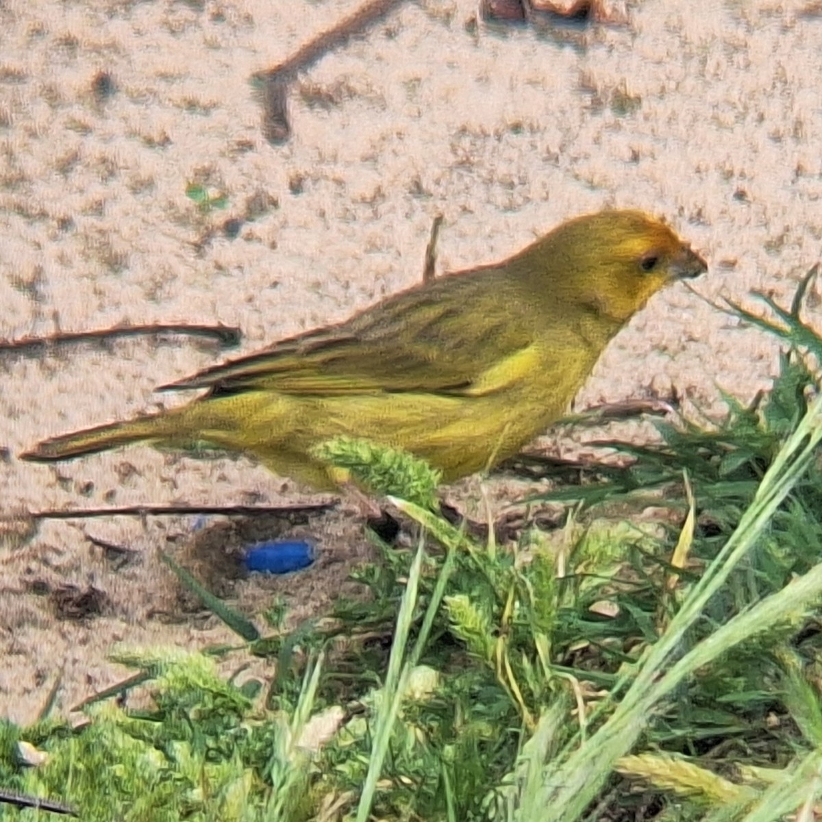 Saffron Finch - ML645101816