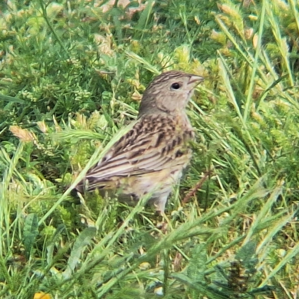 Saffron Finch - ML645101817
