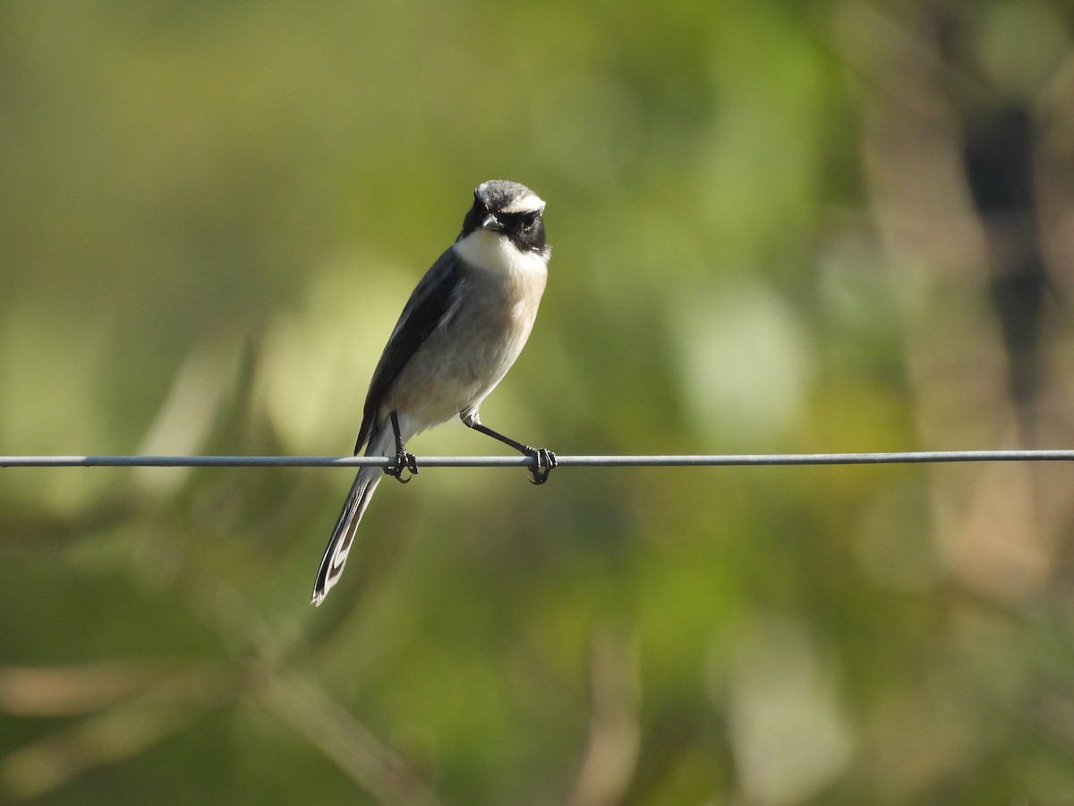 Gray Bushchat - ML645101828