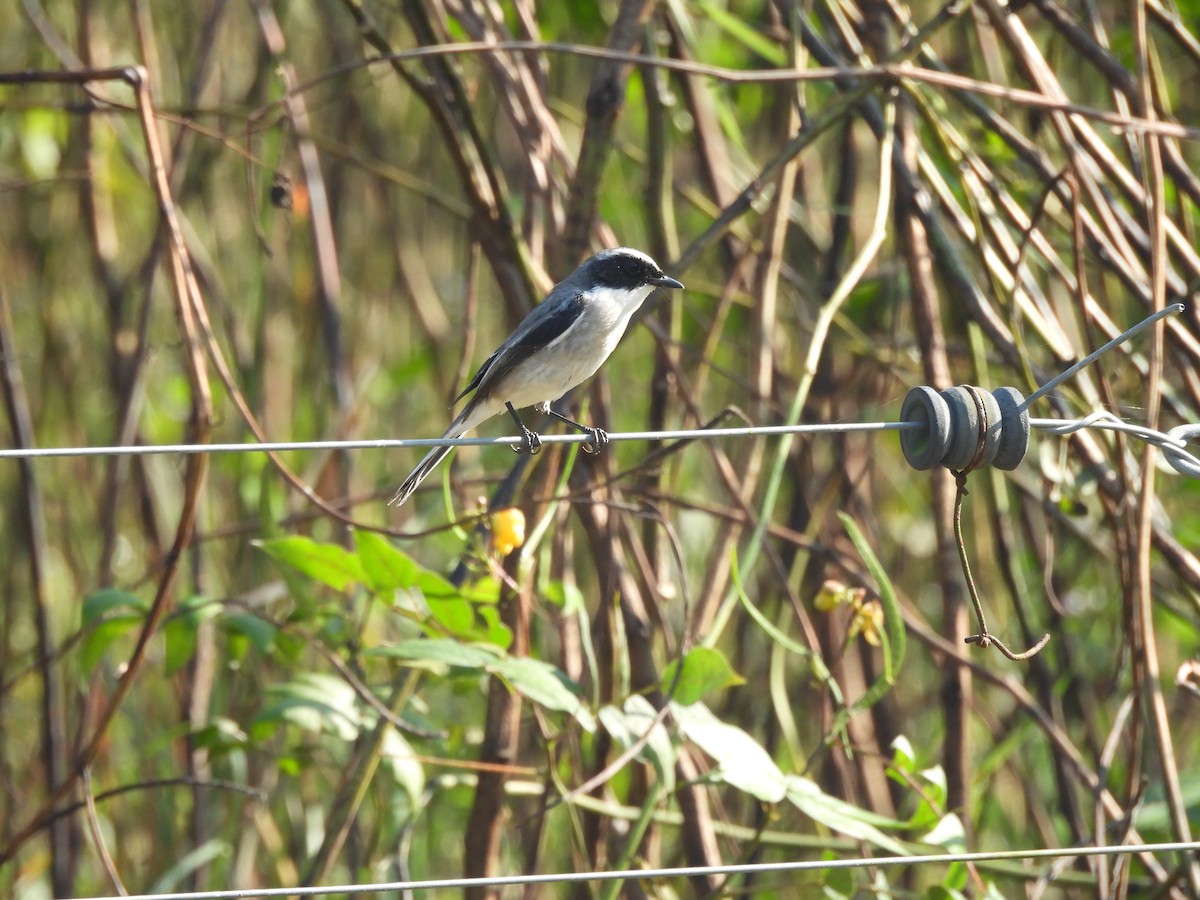 Gray Bushchat - ML645101829