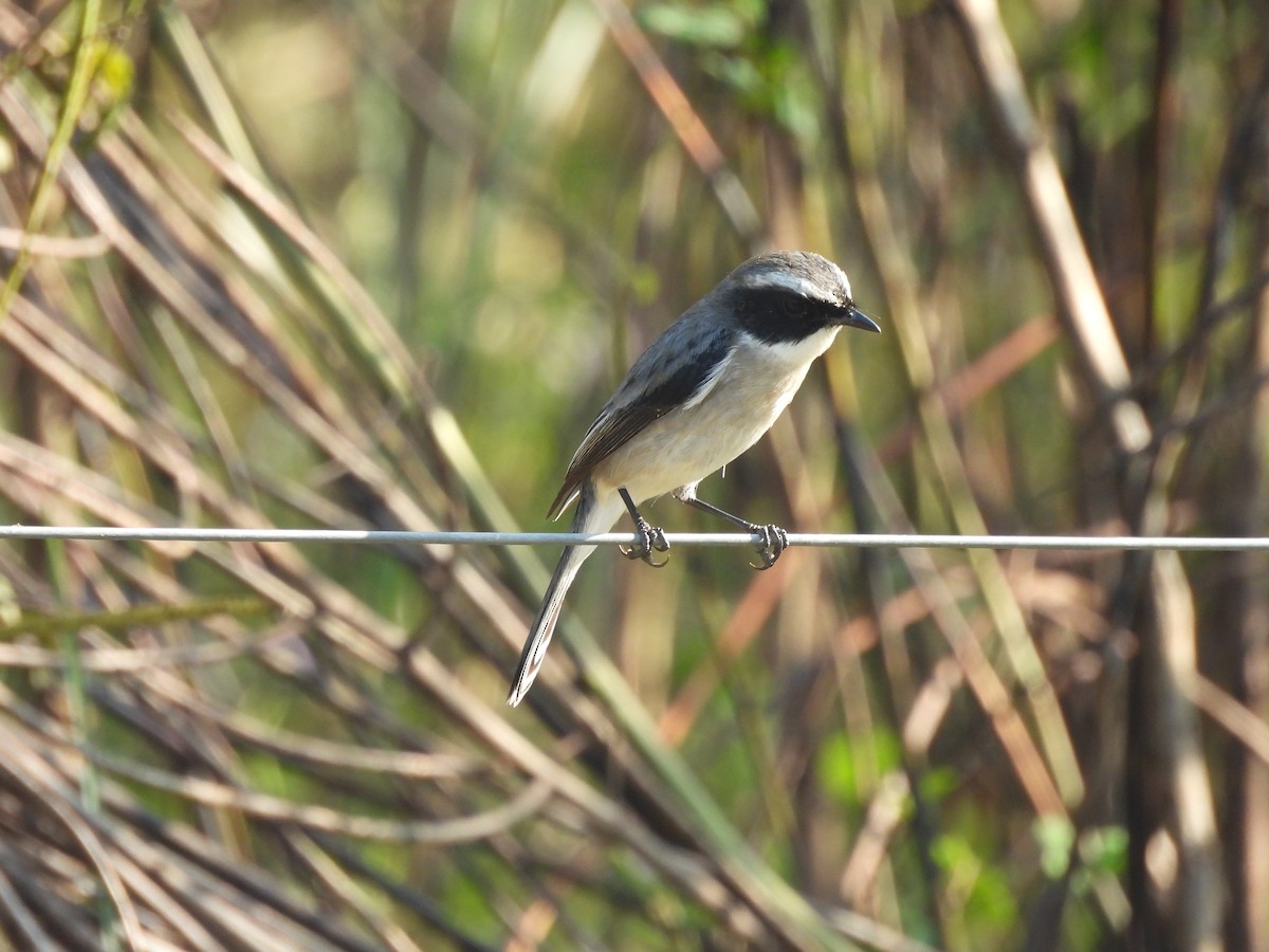 Gray Bushchat - ML645101830