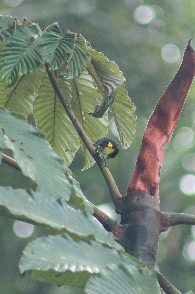 Yellow-bellied Siskin - ML645101836