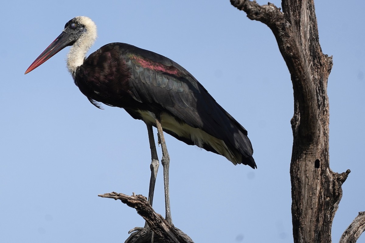 חסידה לבנת-גרון אפריקאית - ML645101845