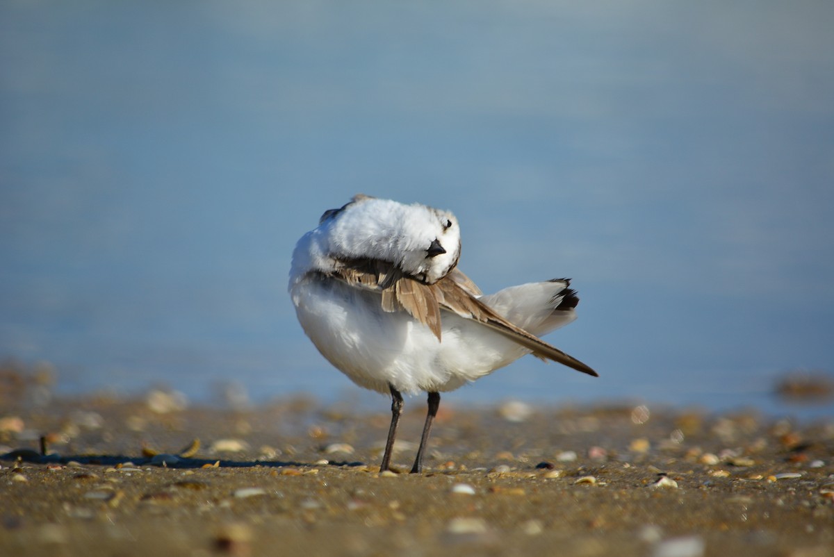 kulík mořský - ML645101861