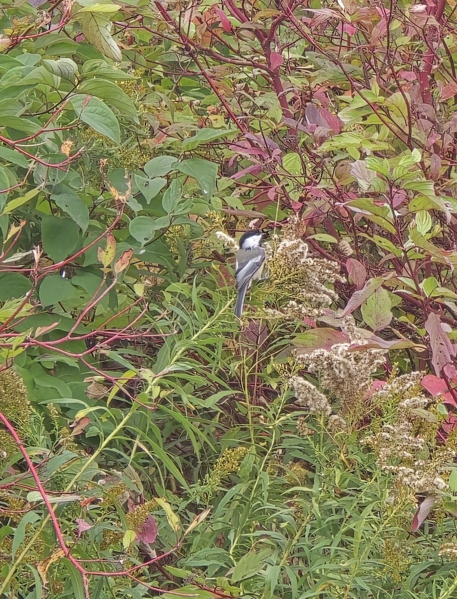 Black-capped Chickadee - ML645101868