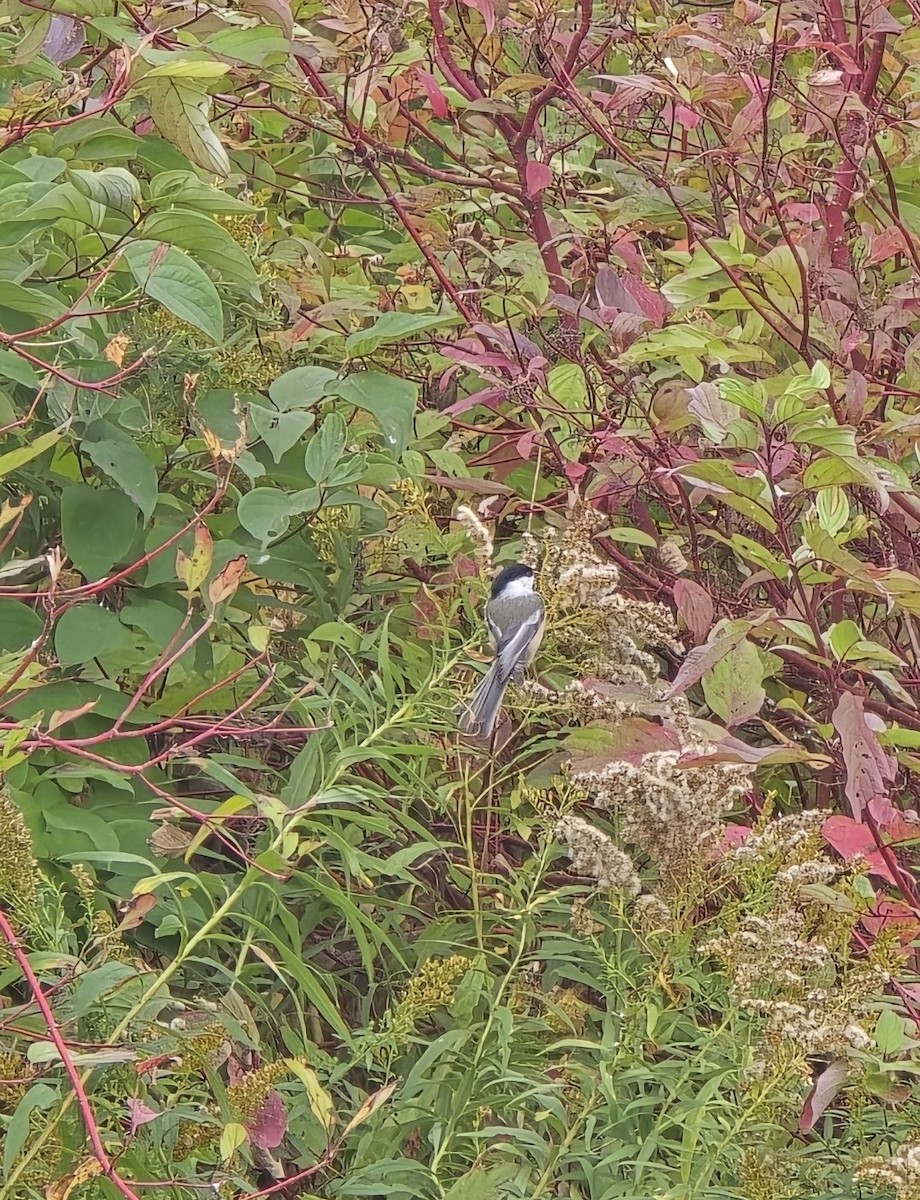Black-capped Chickadee - ML645101869