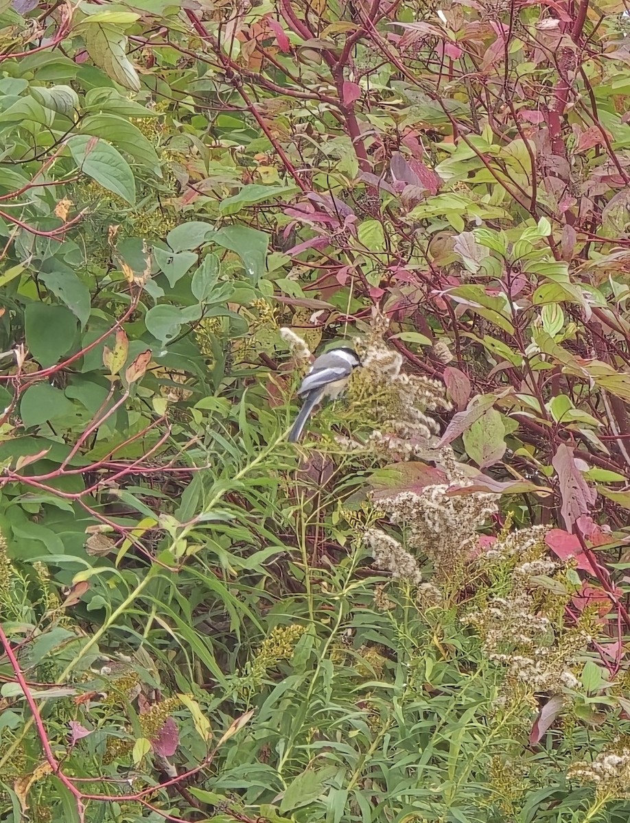Black-capped Chickadee - ML645101870