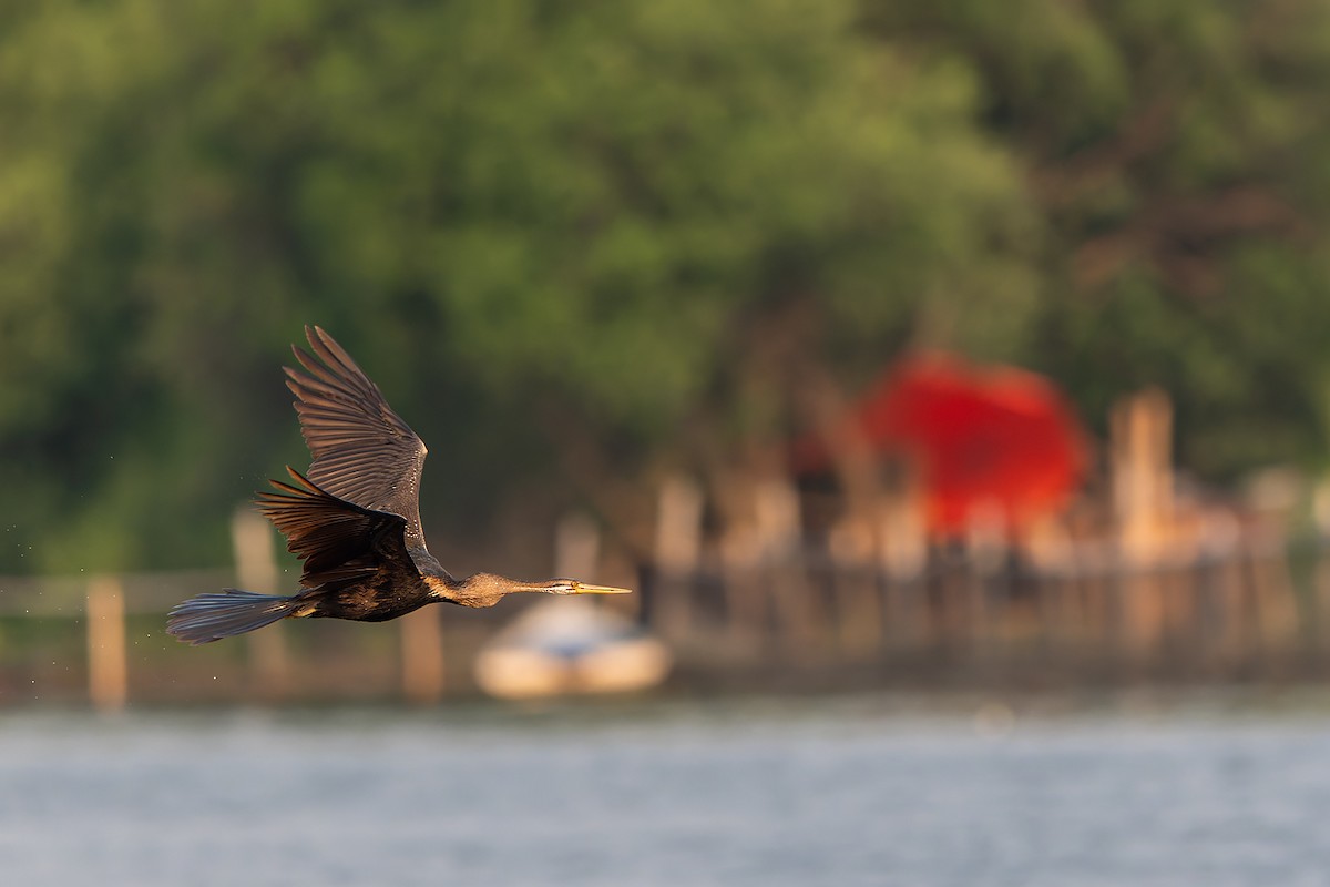 Anhinga roux - ML645101894